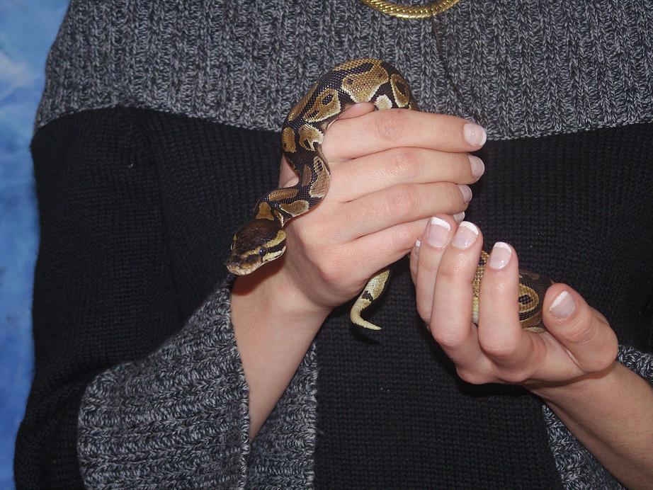 http://infusor83.free.fr//just/upload/incoming/python.JPG